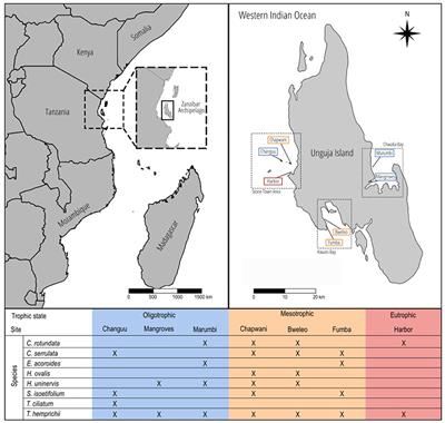 Local Victory: Assessing Interspecific Competition in Seagrass From a Trait-Based Perspective